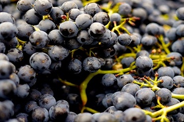 How Much Alcohol Is Okay